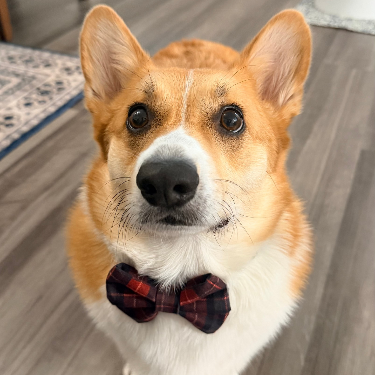 Christmas Plaid Dog Bowtie