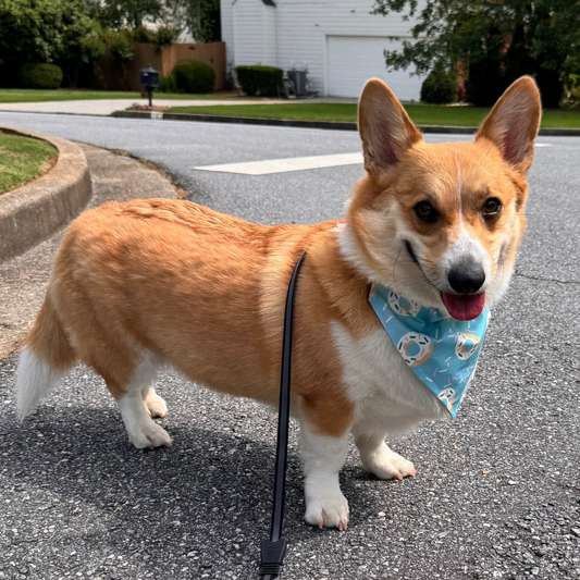 Donut Dog Bandana