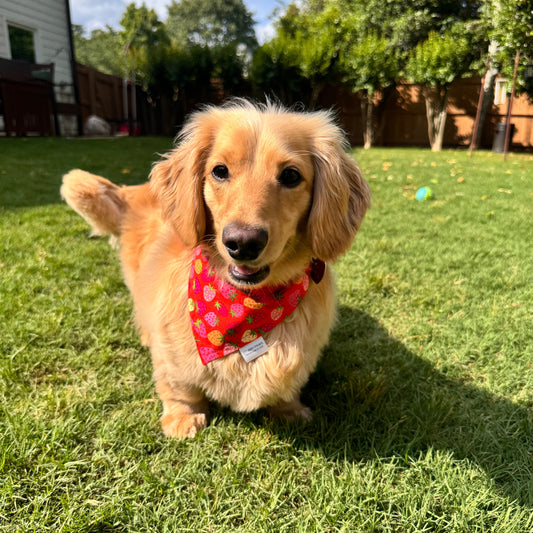 Strawberry Dog Bandana