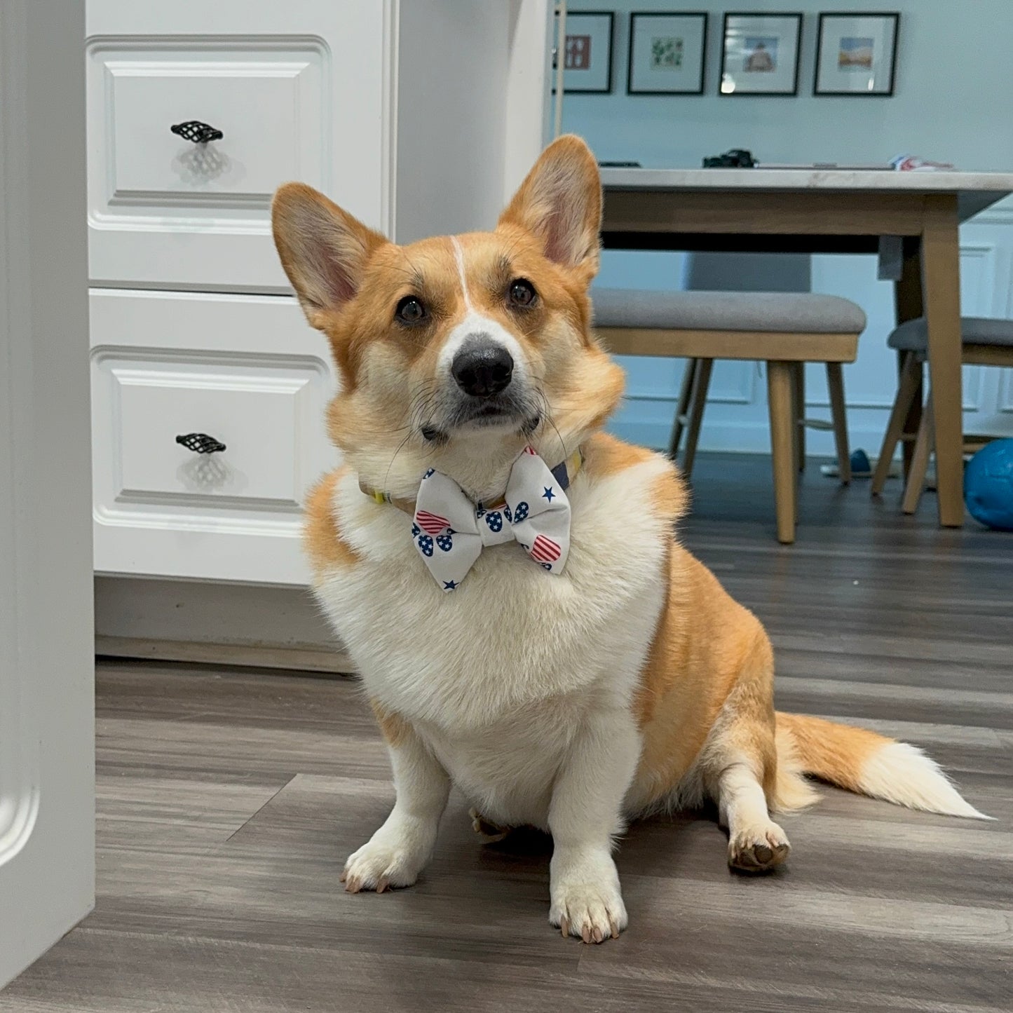 Red White & Blue Dog Bowtie